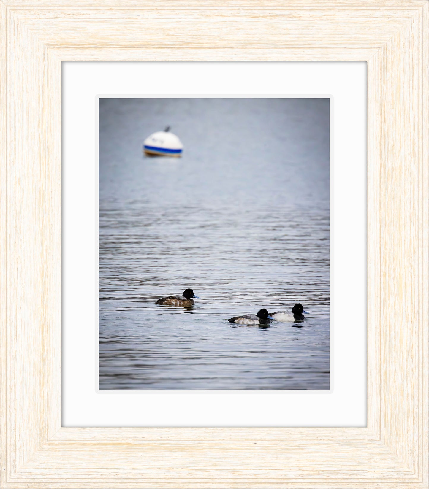 Moor Ducks
