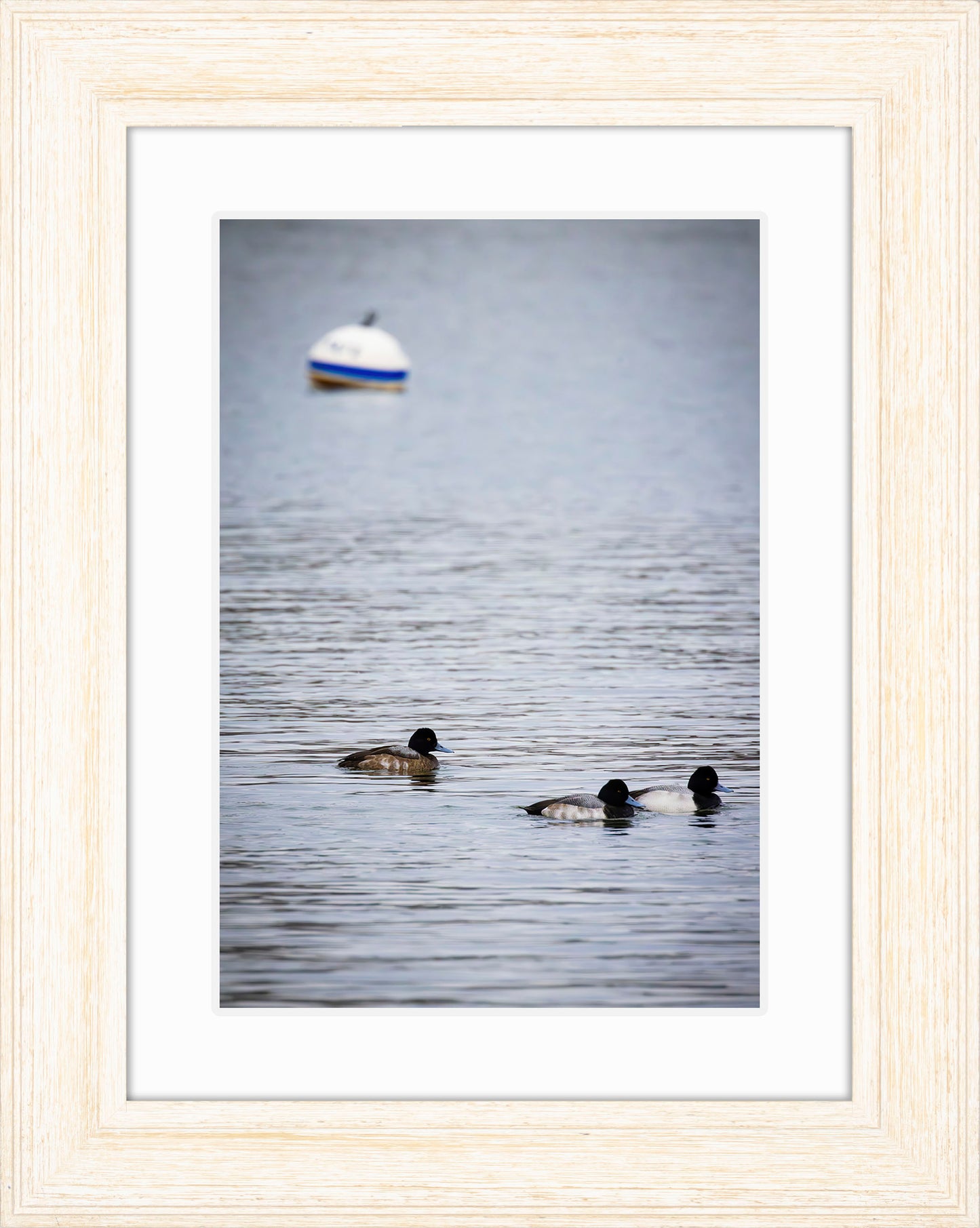 Moor Ducks