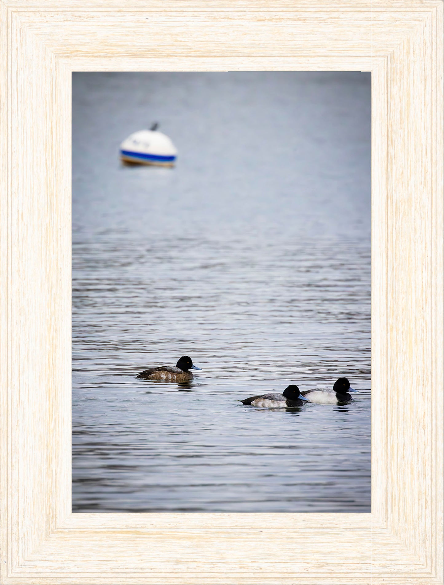 Moor Ducks