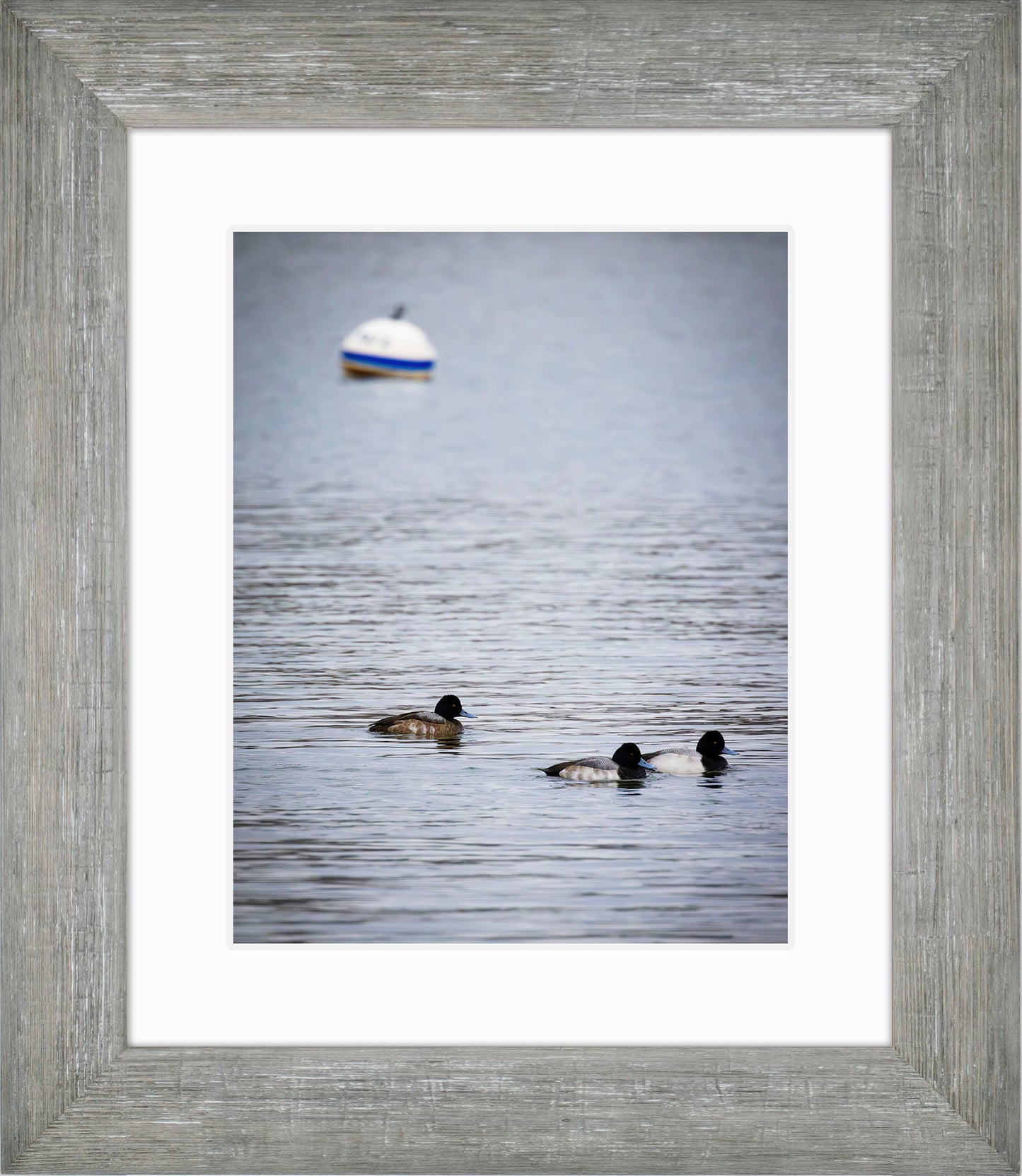 Moor Ducks