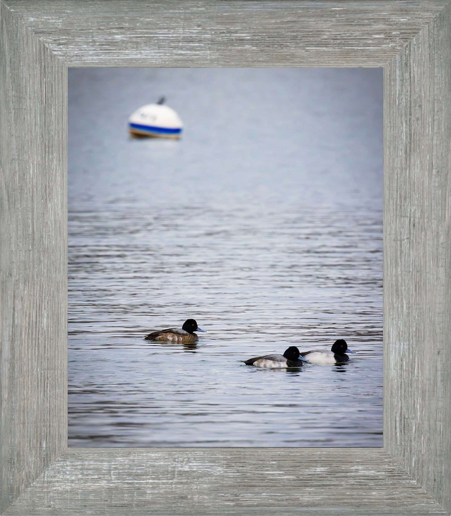 Moor Ducks