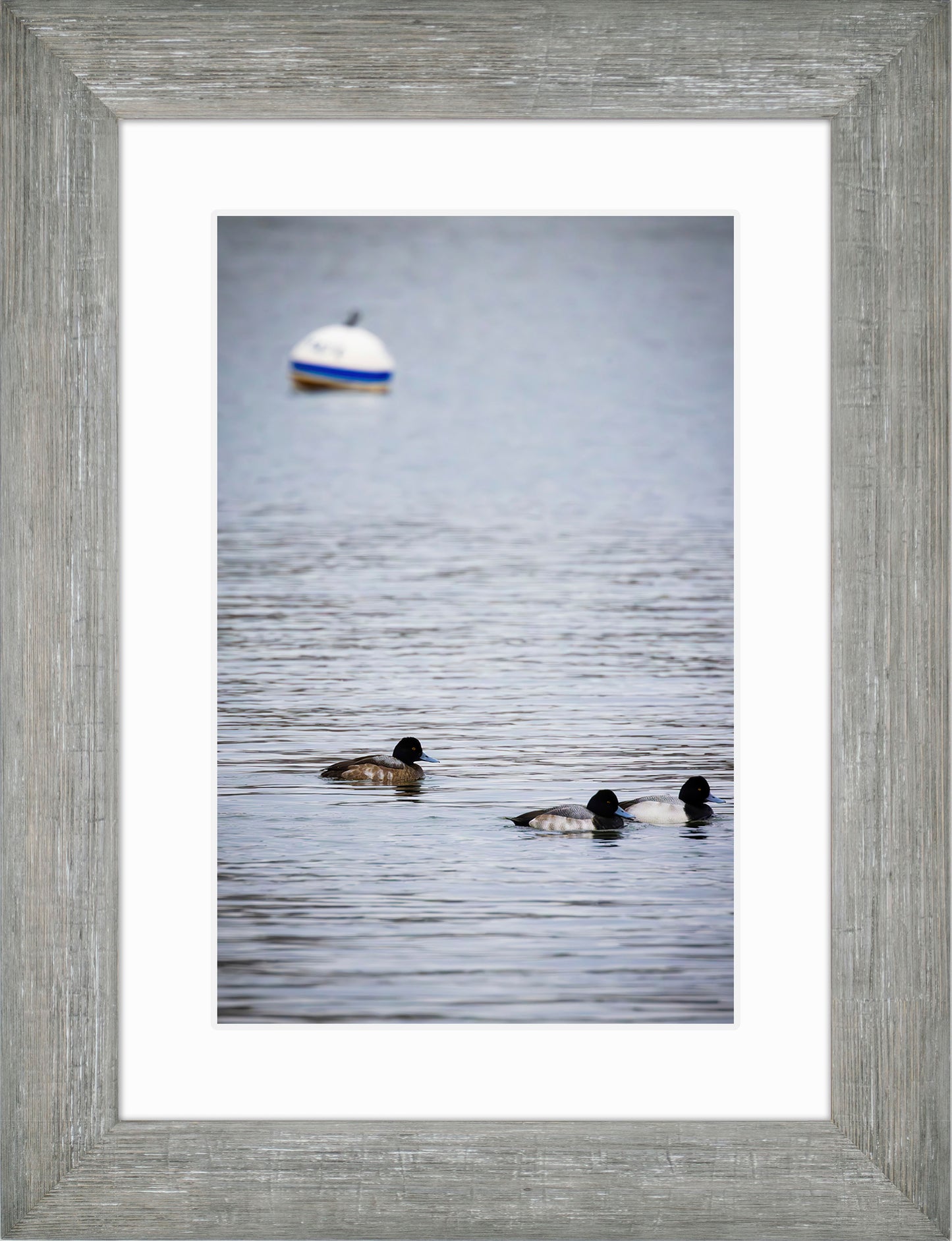 Moor Ducks