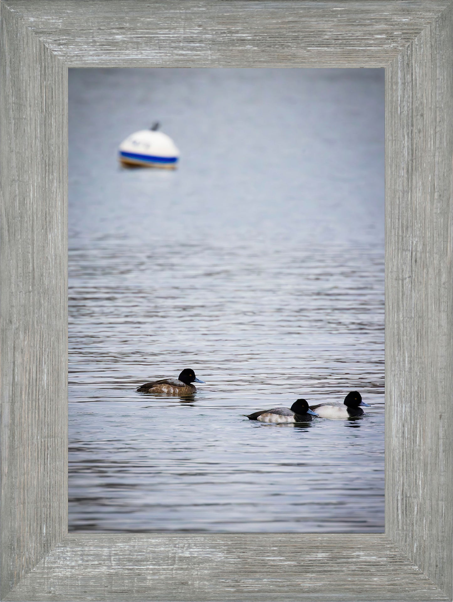 Moor Ducks