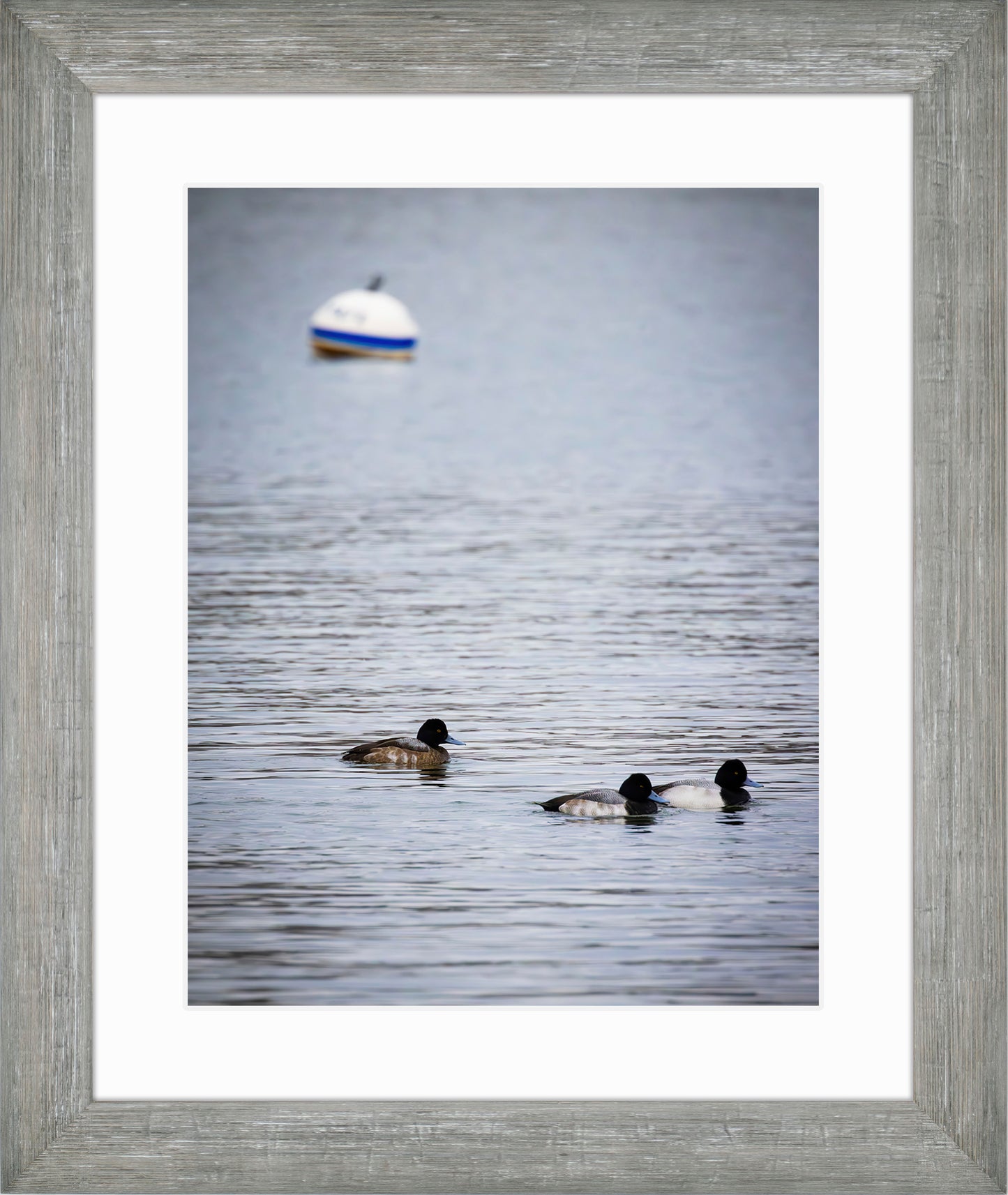 Moor Ducks