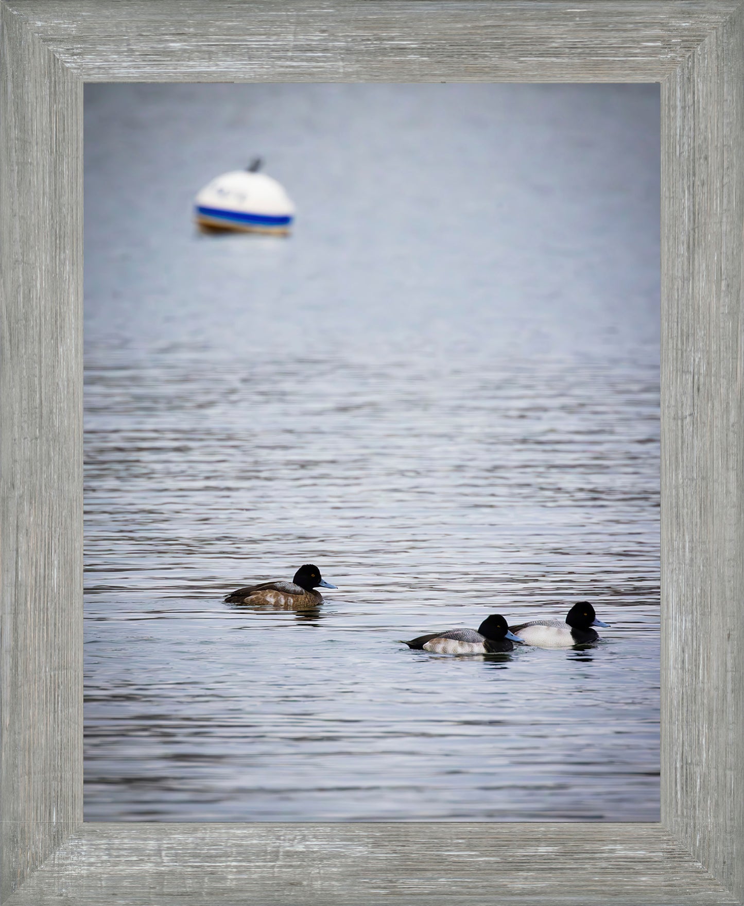 Moor Ducks