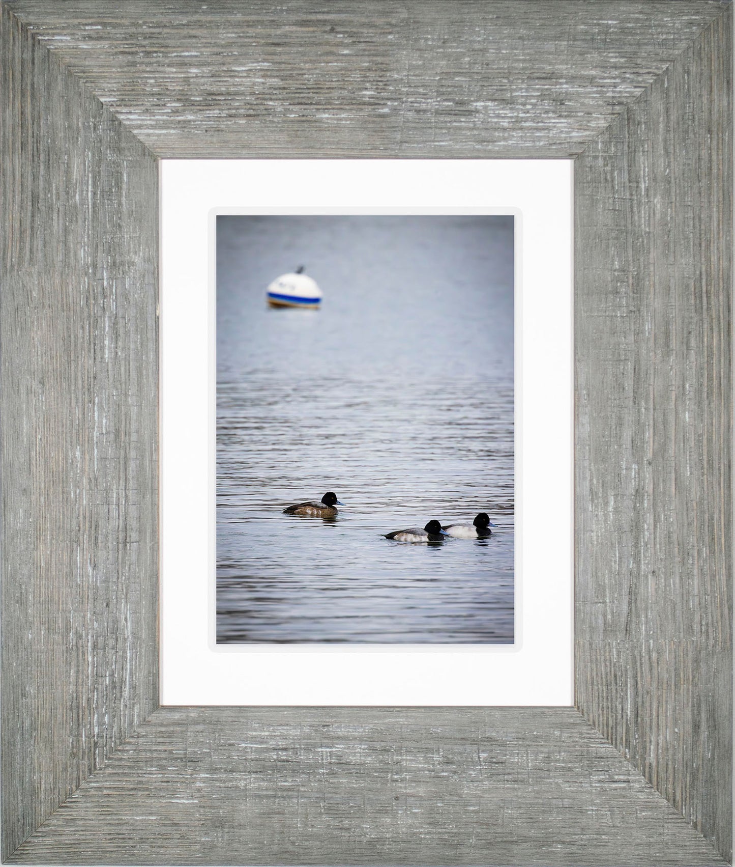 Moor Ducks