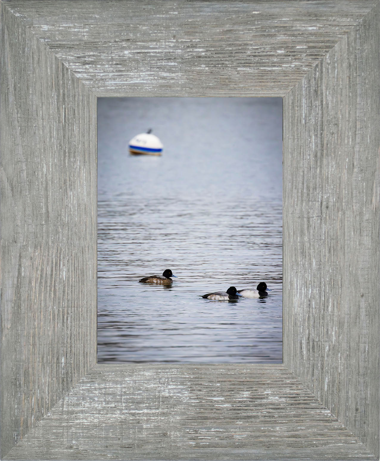 Moor Ducks