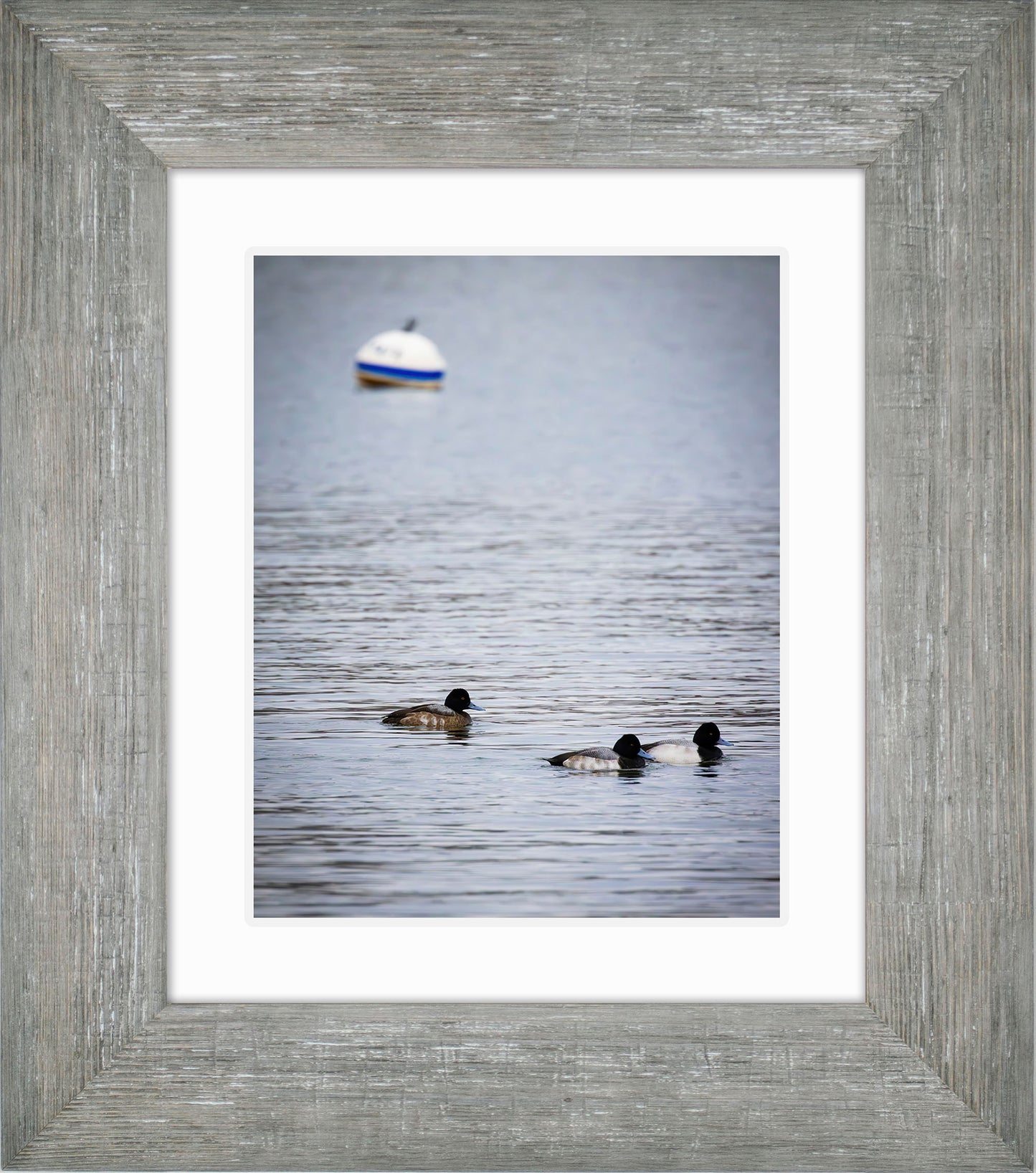 Moor Ducks