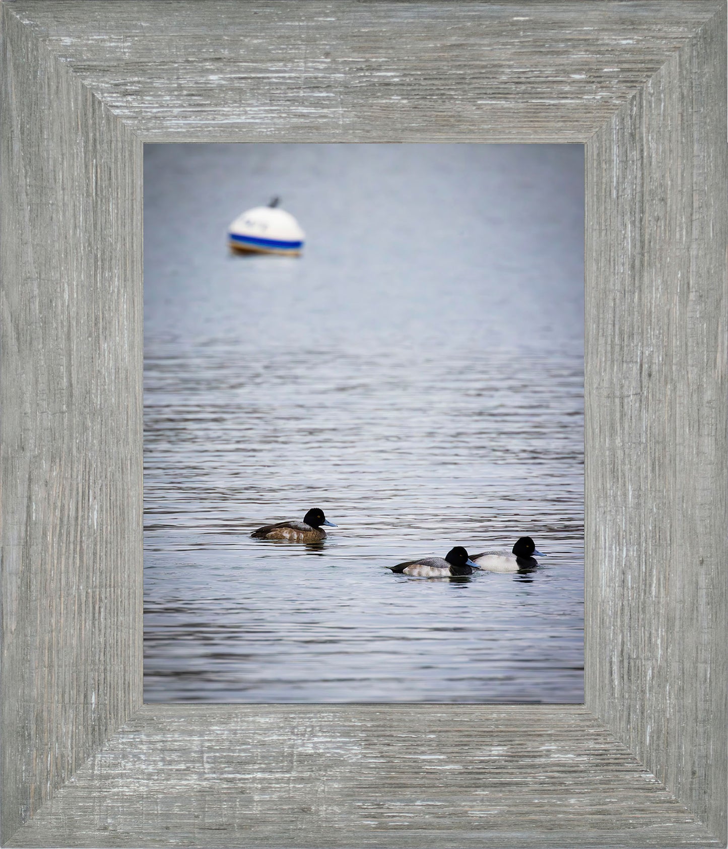 Moor Ducks
