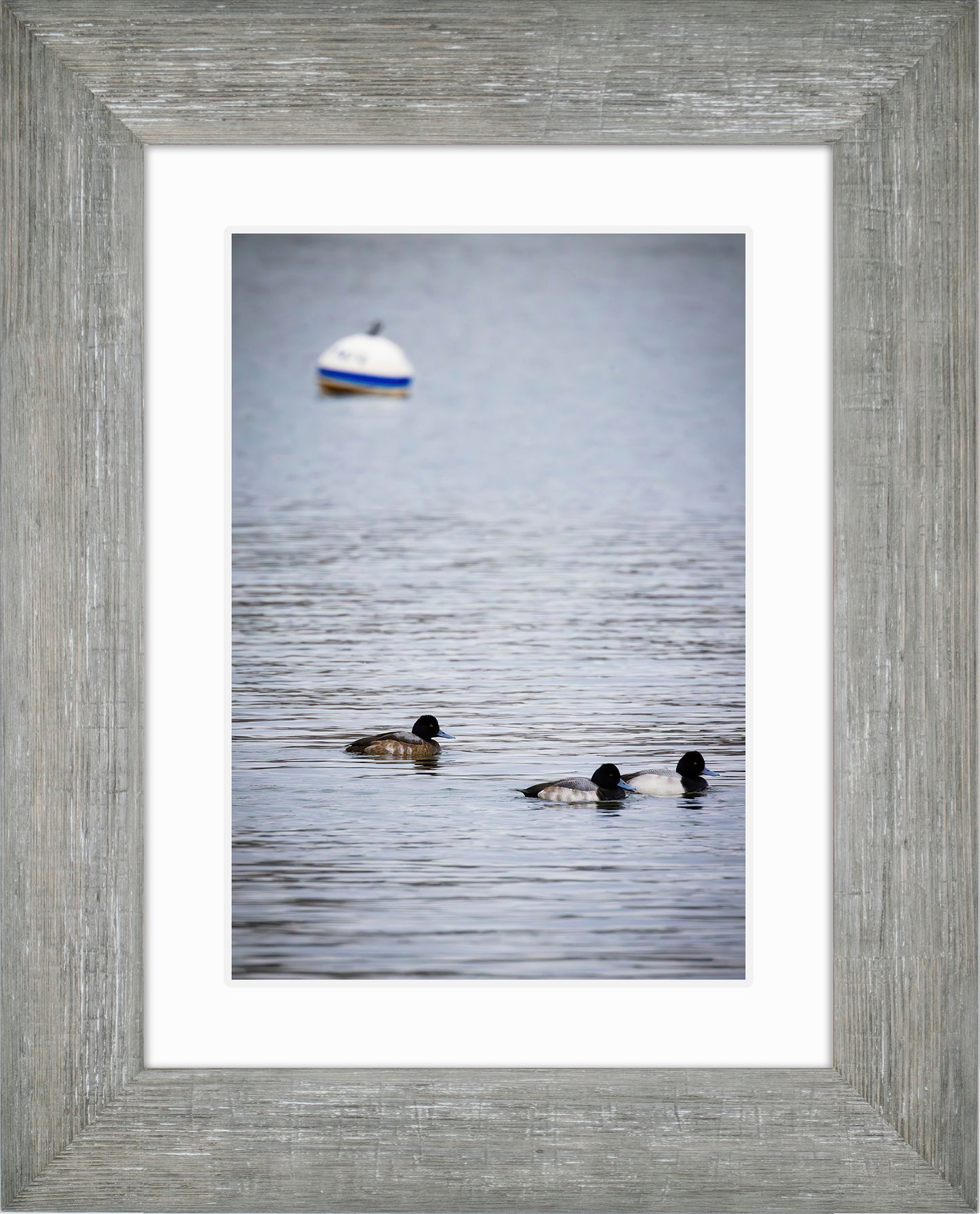 Moor Ducks