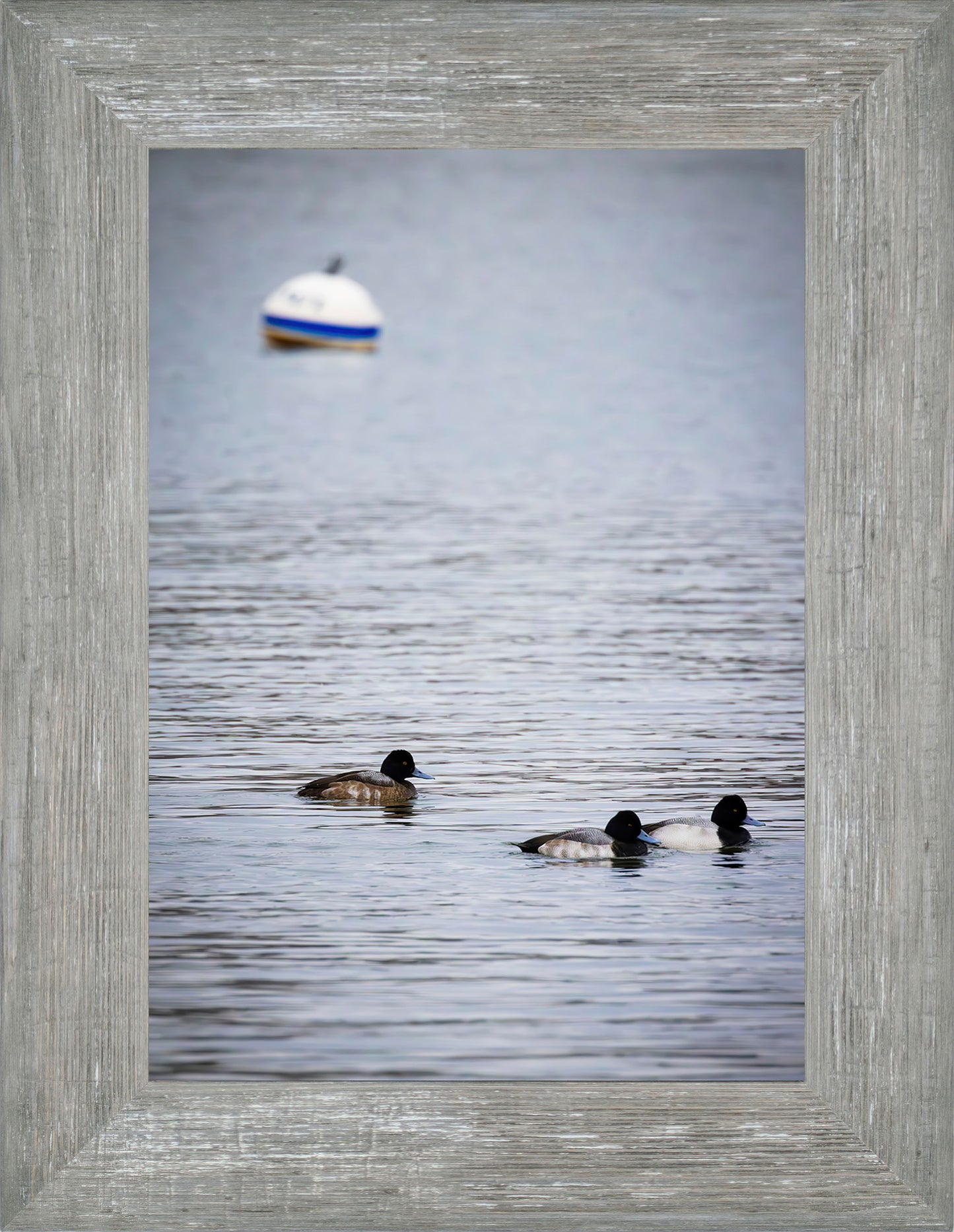 Moor Ducks