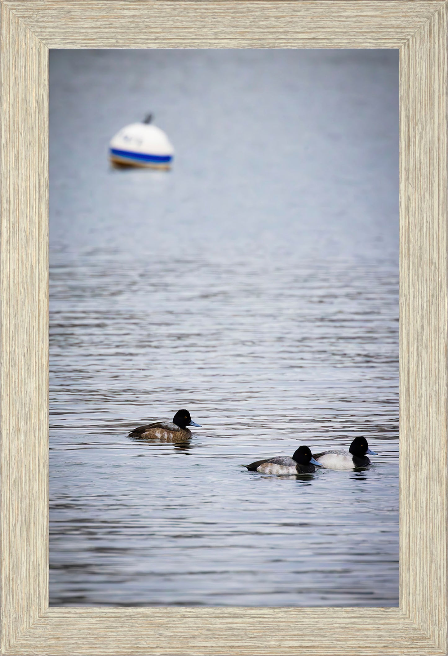 Moor Ducks