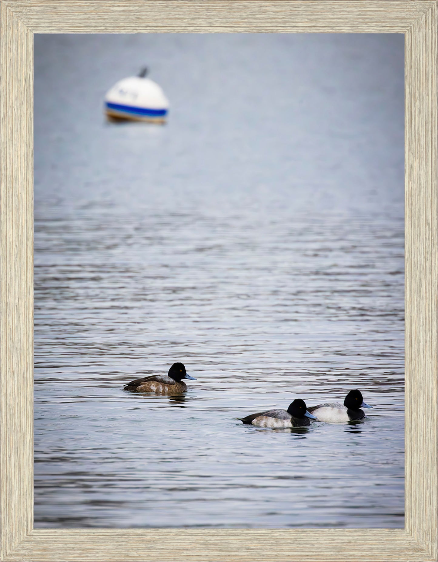 Moor Ducks