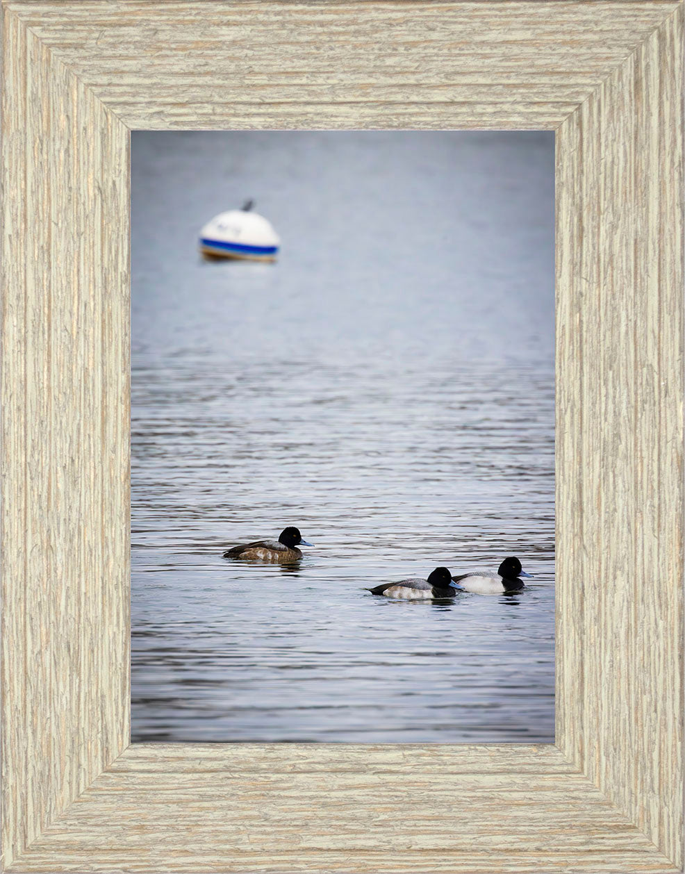 Moor Ducks