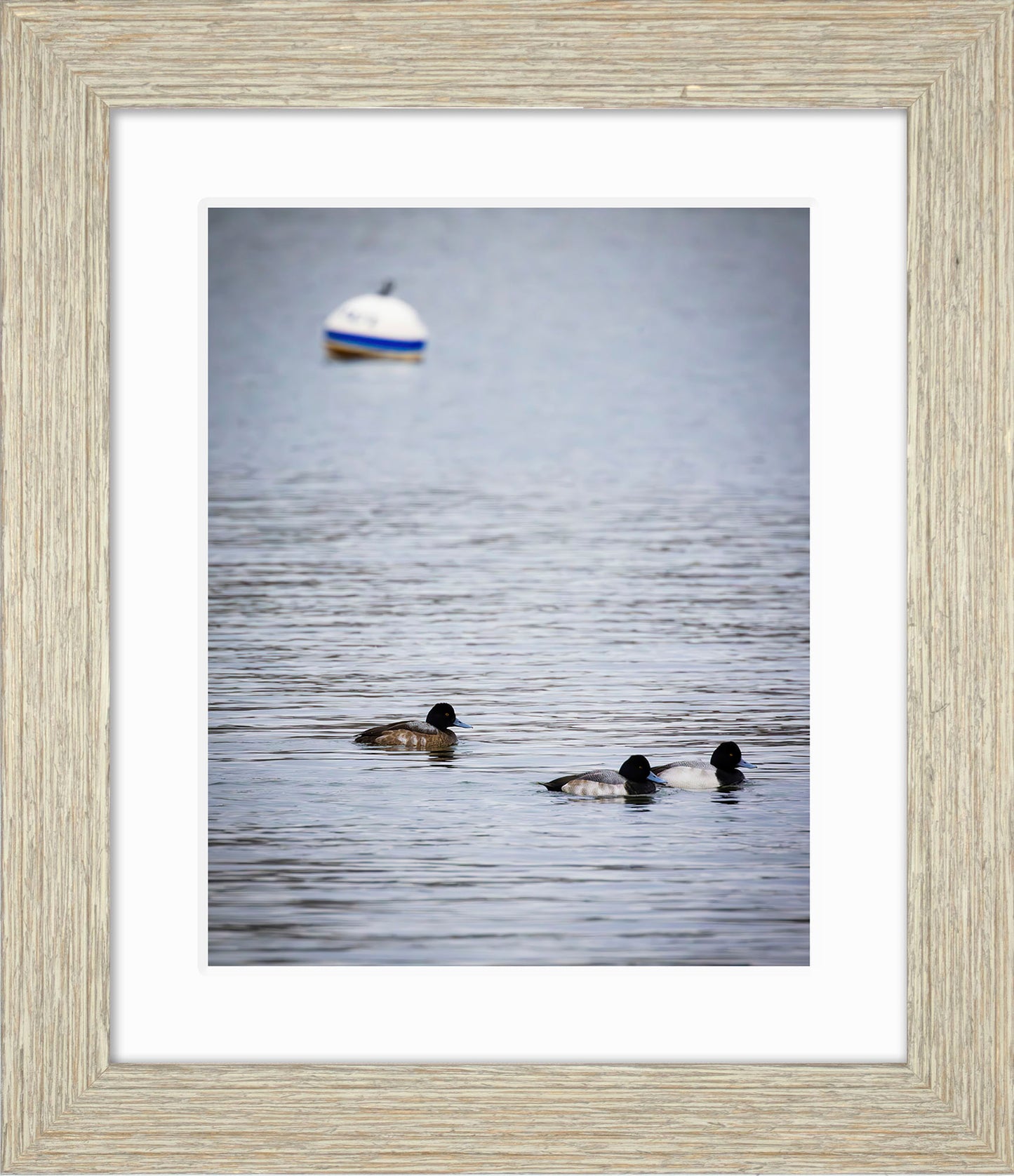 Moor Ducks
