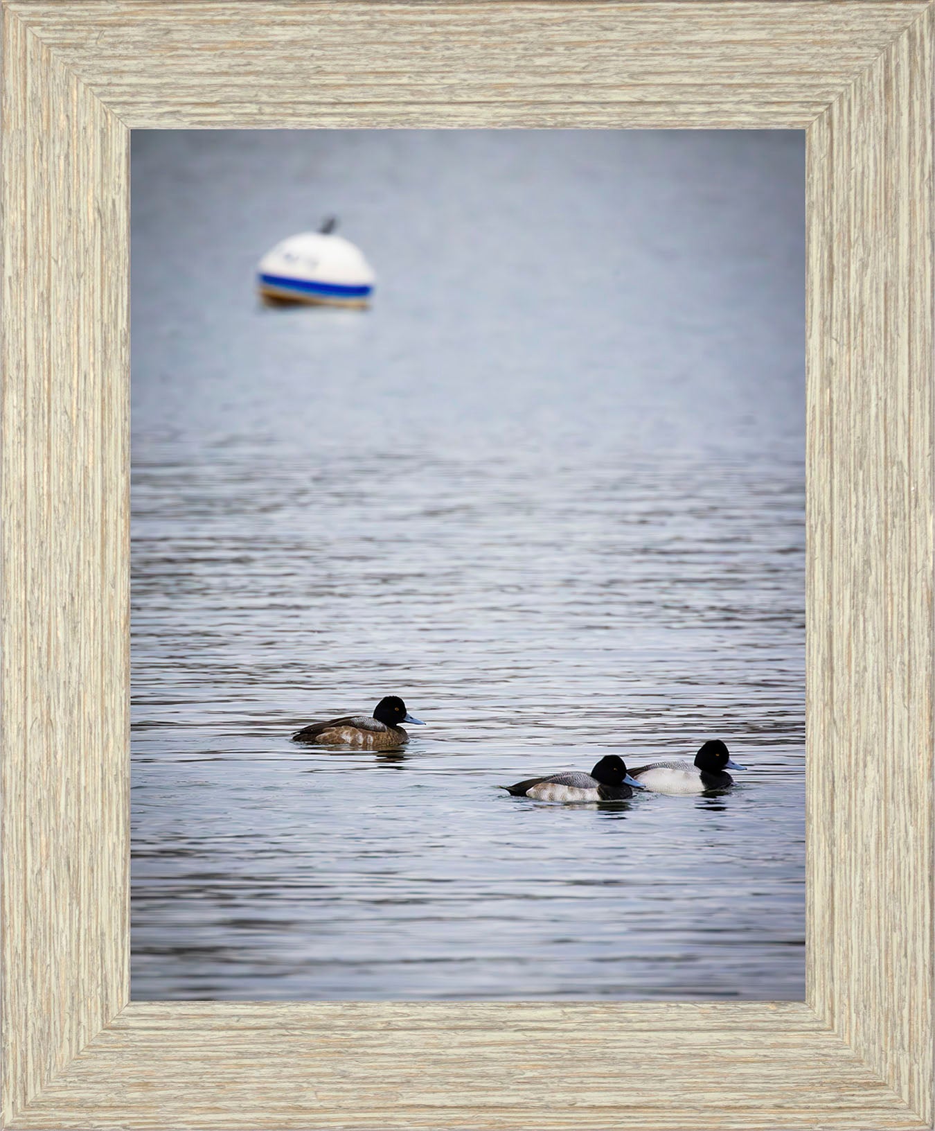Moor Ducks
