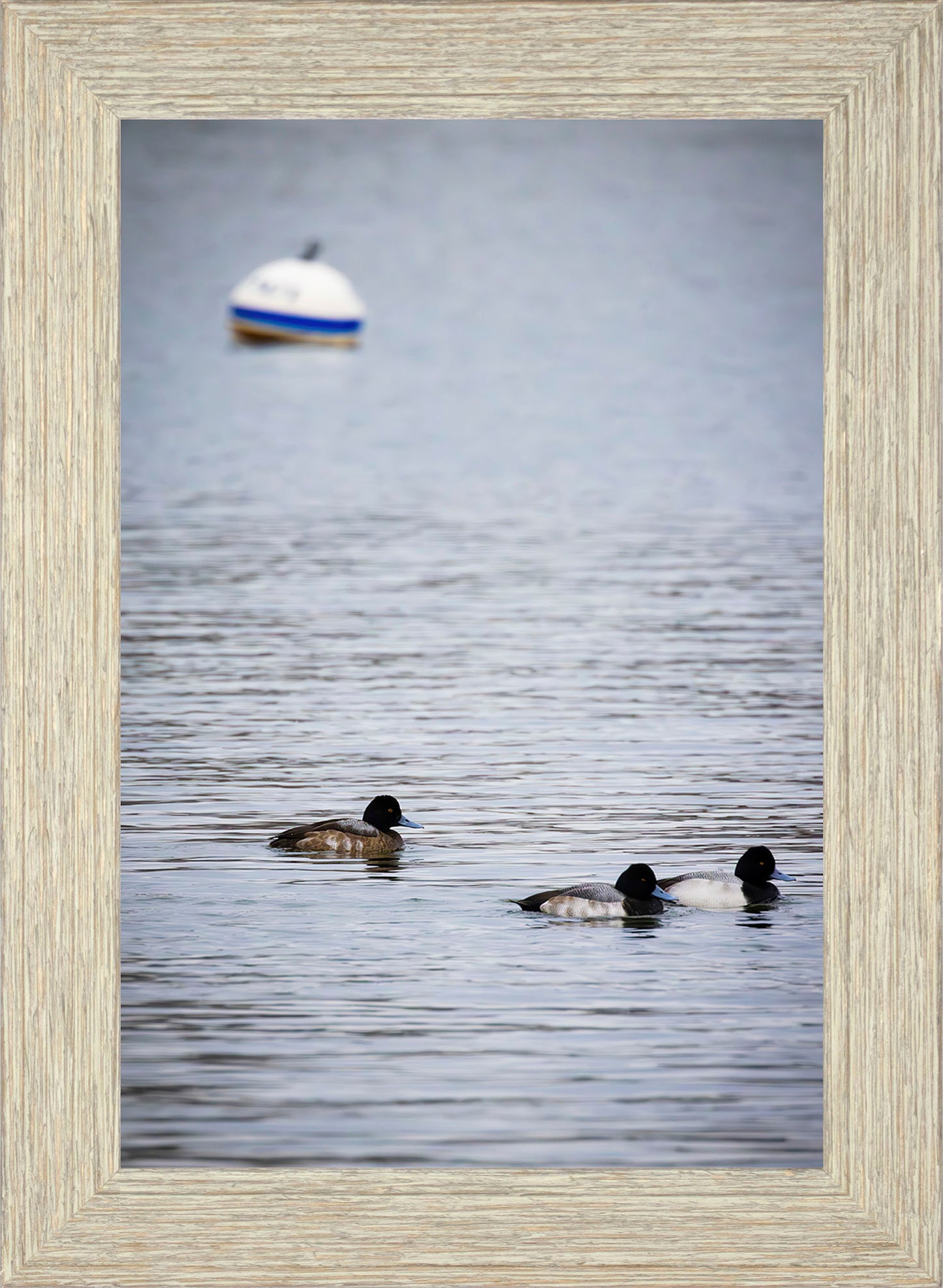 Moor Ducks