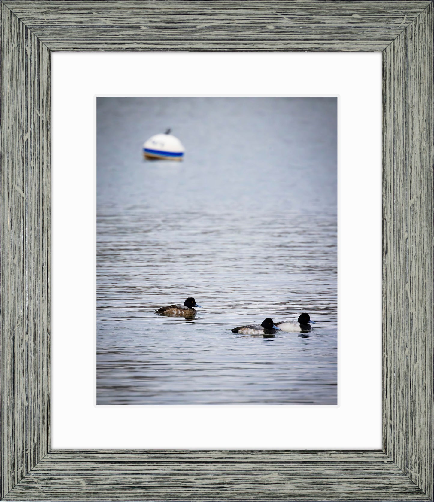 Moor Ducks