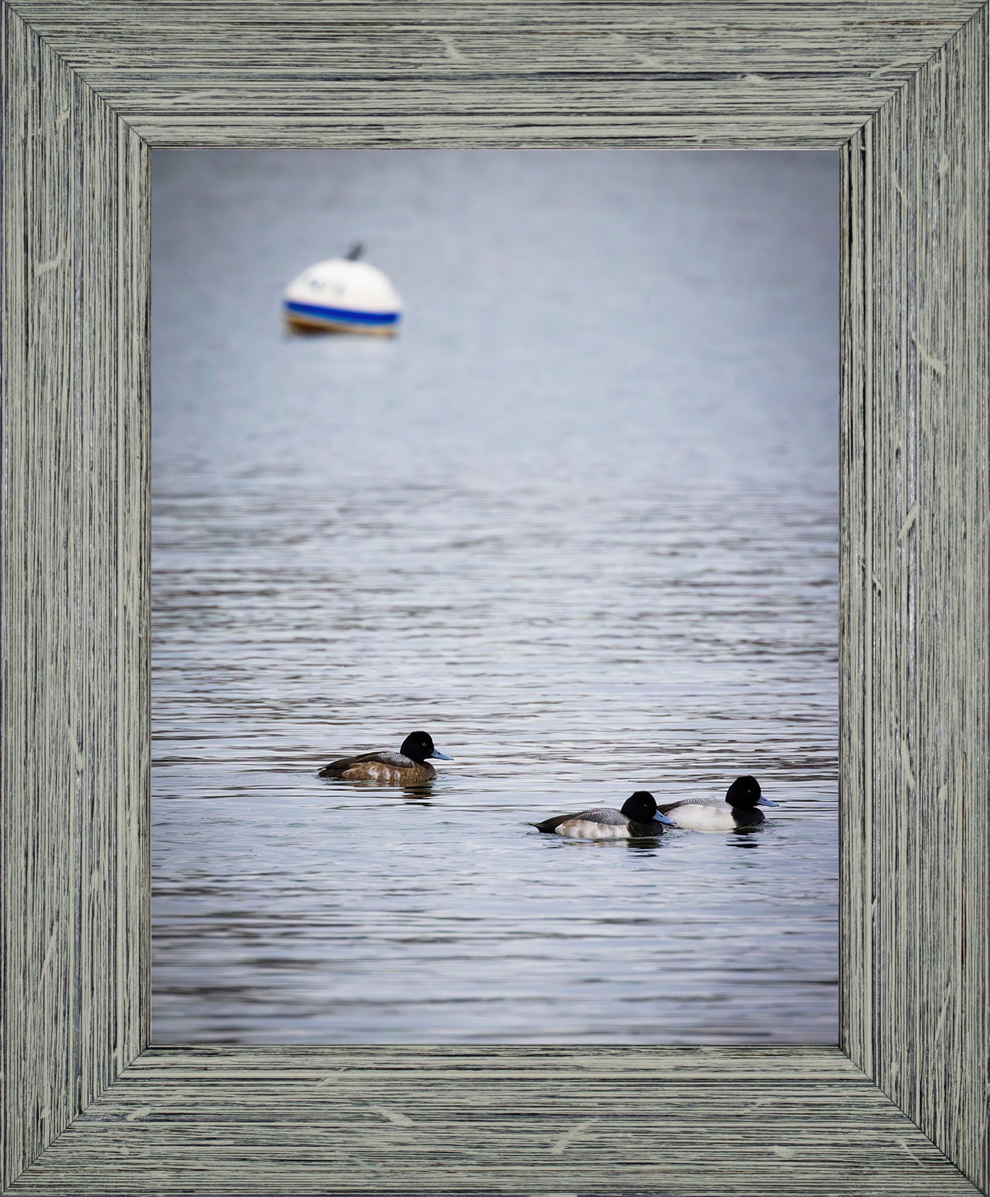 Moor Ducks