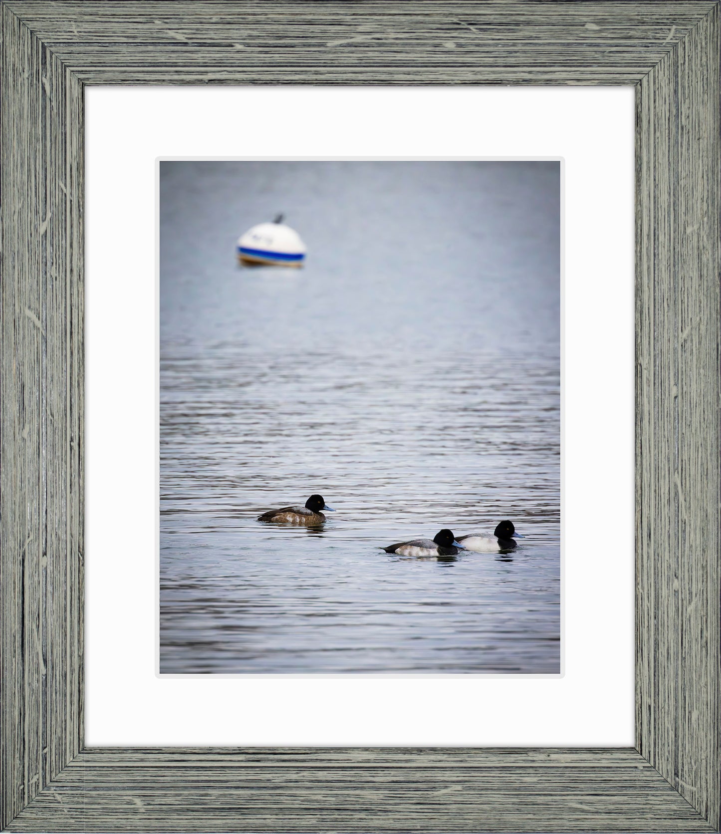 Moor Ducks