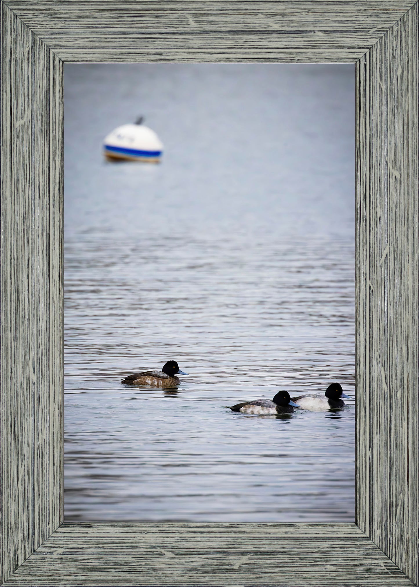 Moor Ducks