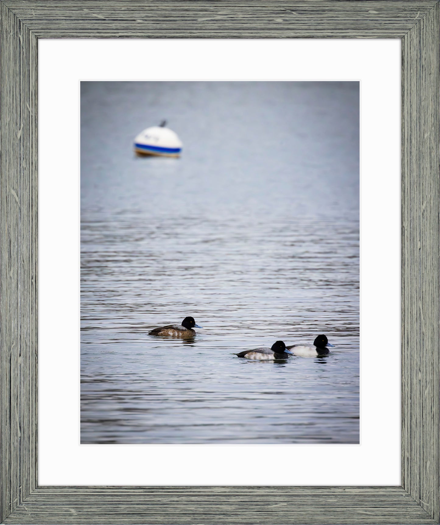 Moor Ducks