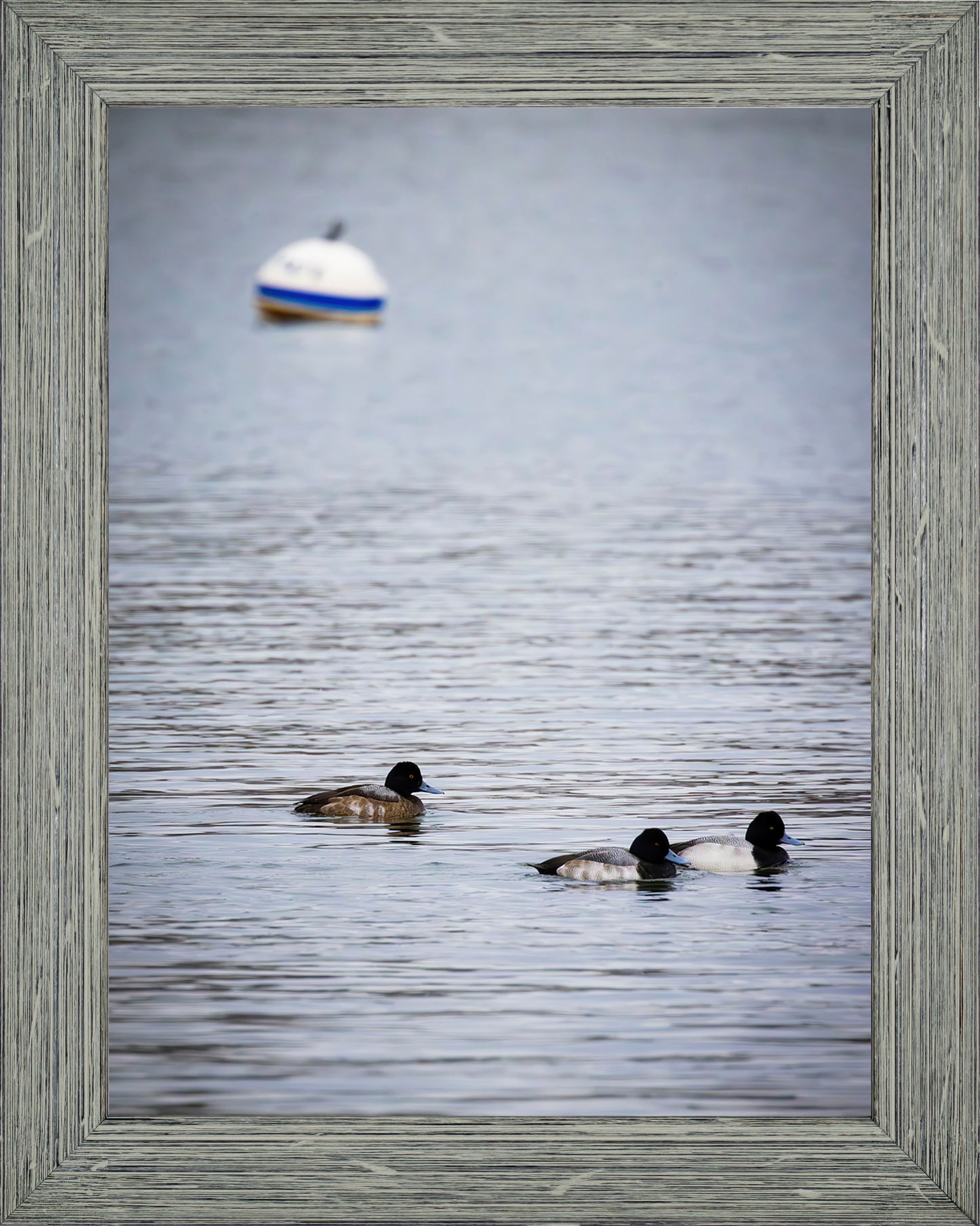 Moor Ducks