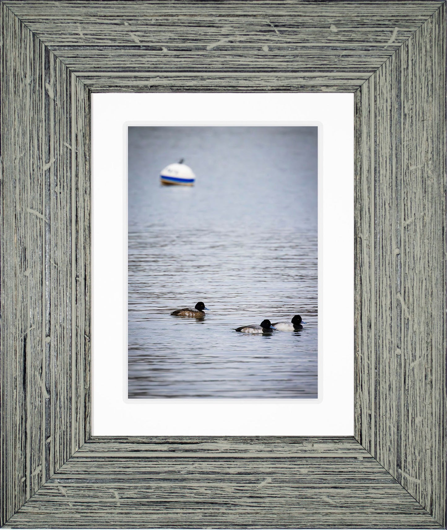 Moor Ducks