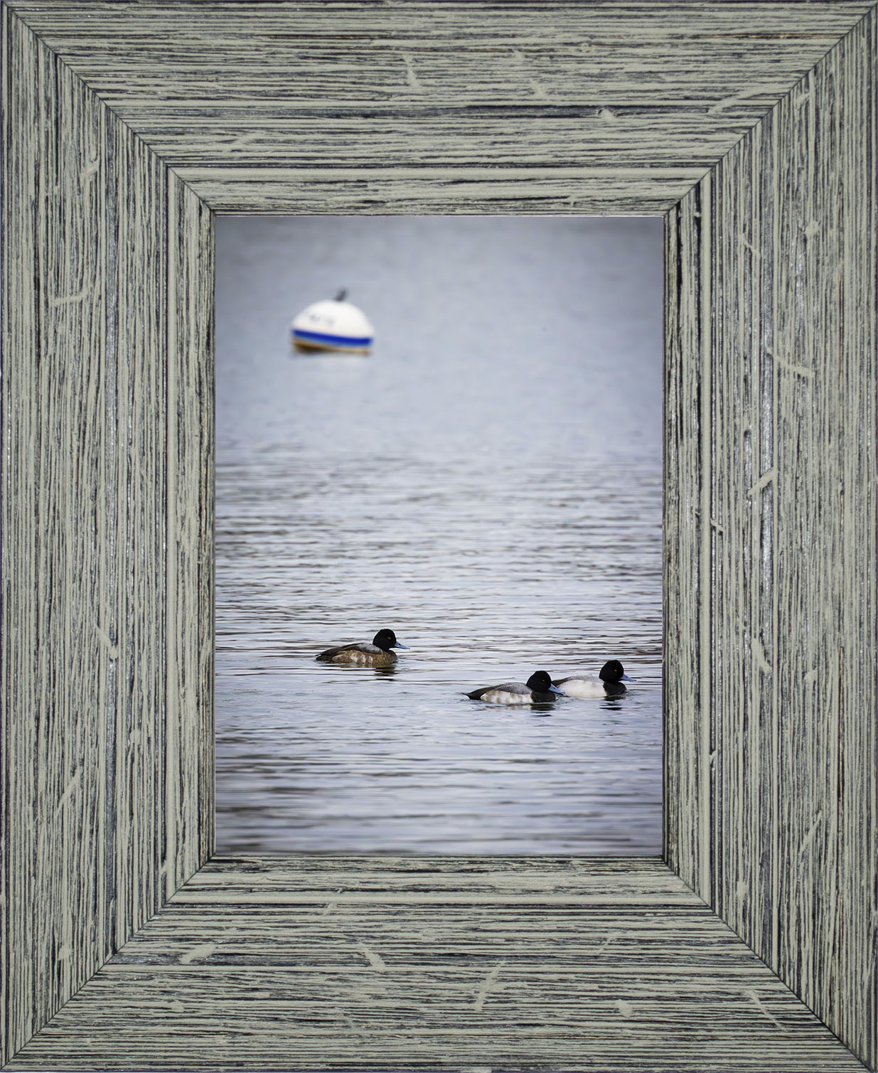 Moor Ducks
