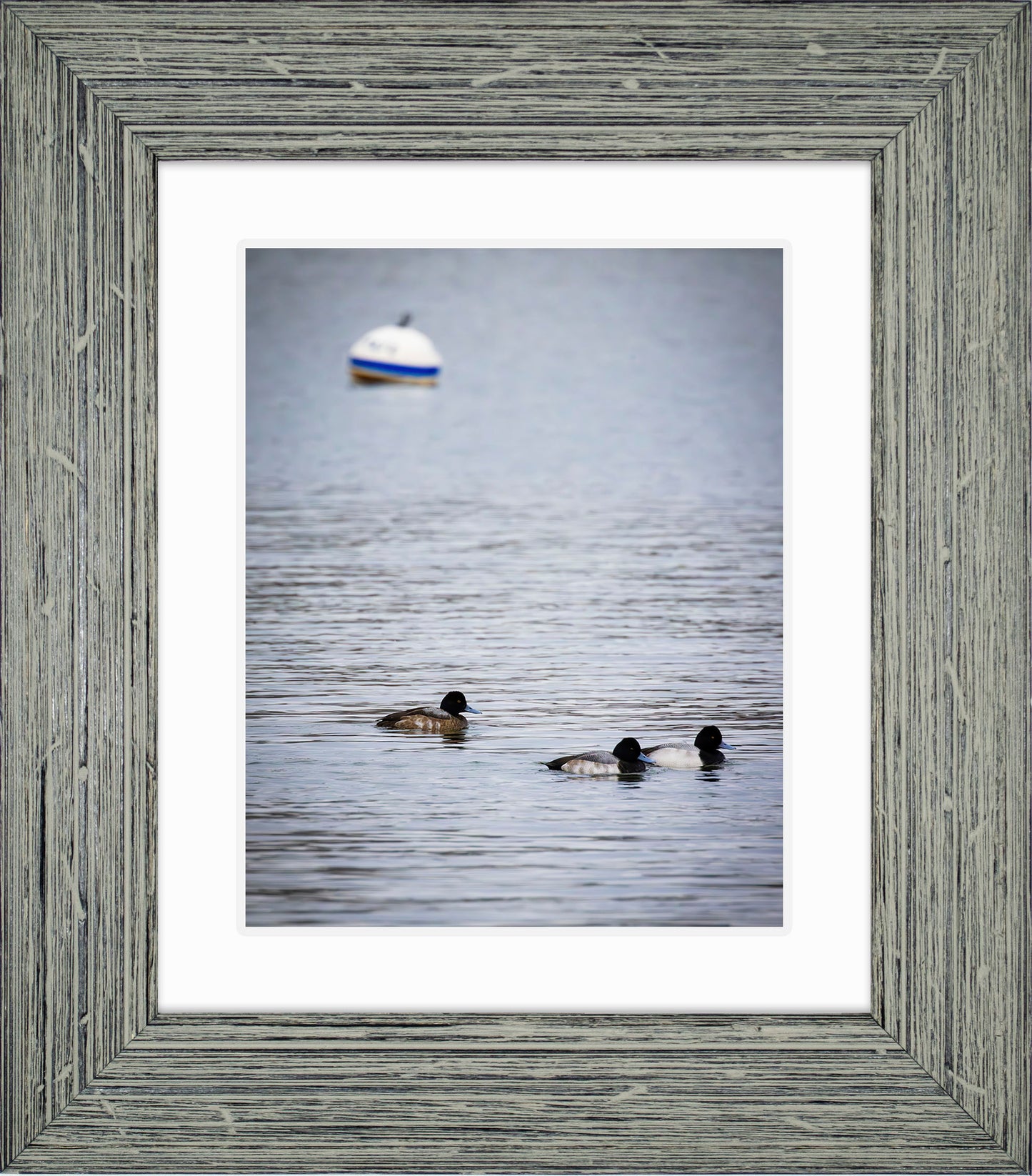 Moor Ducks
