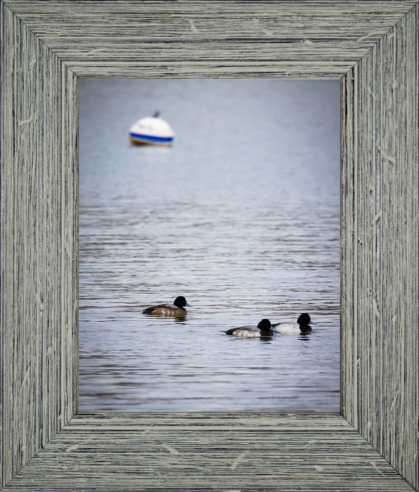 Moor Ducks