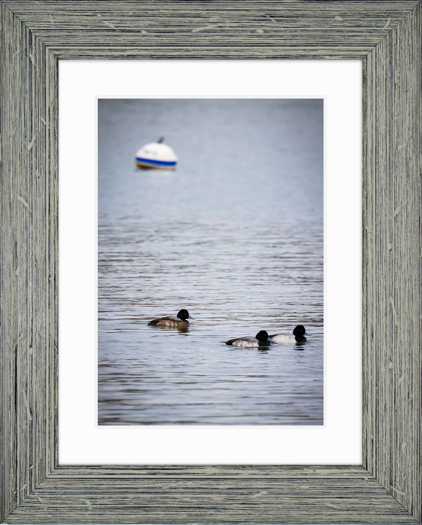 Moor Ducks