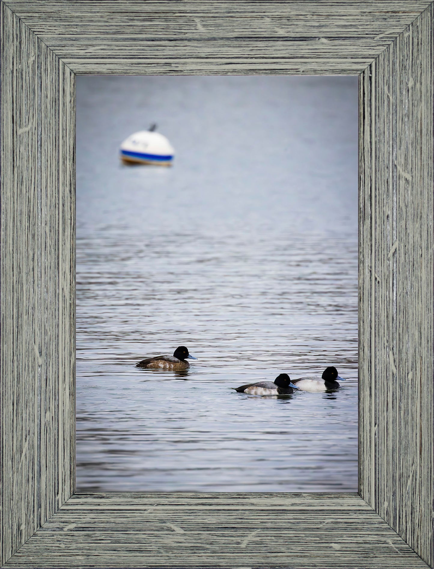 Moor Ducks