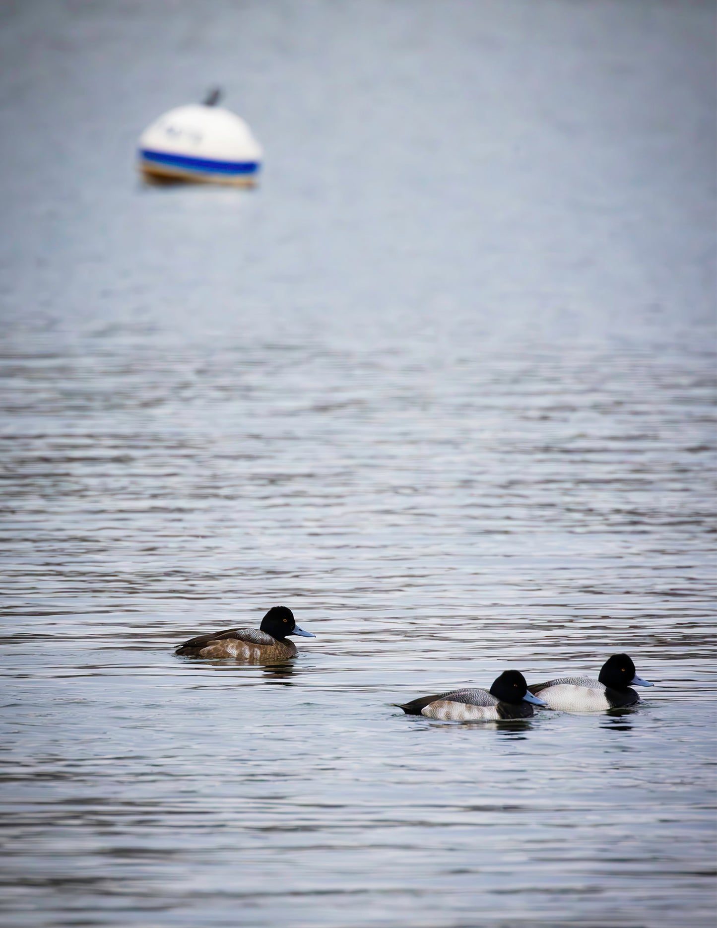 Moor Ducks