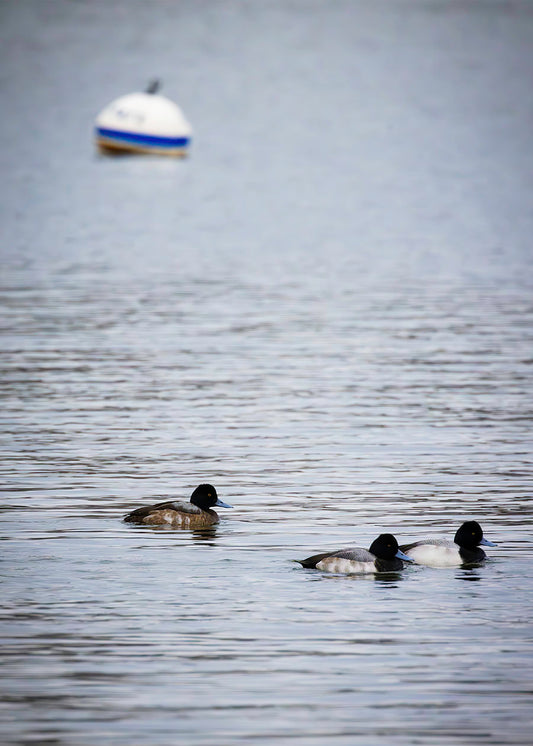 Moor Ducks