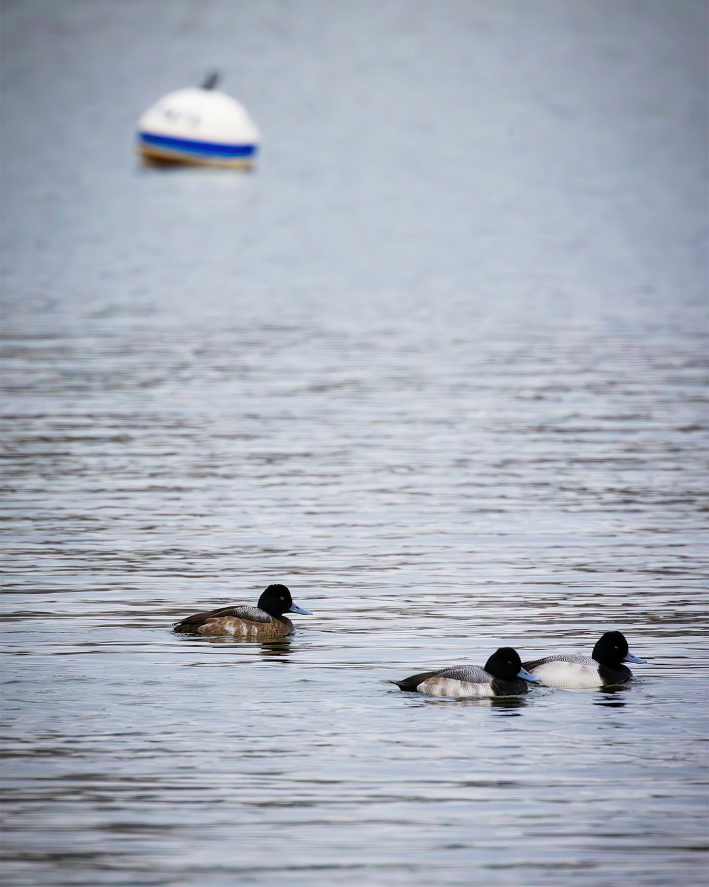 Moor Ducks