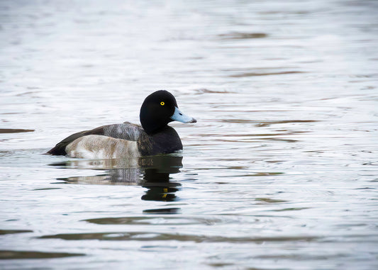 Muddy Blue Bill