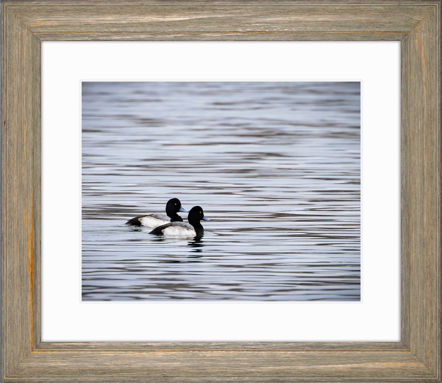 Pair of Blue Bill Drakes #1