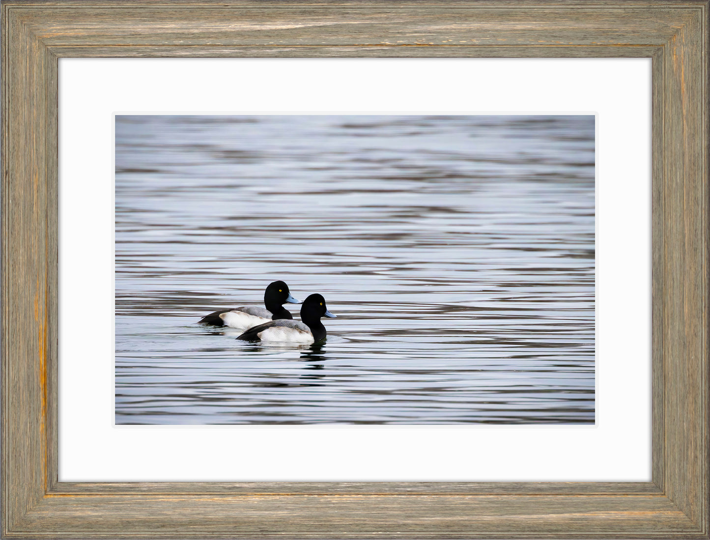 Pair of Blue Bill Drakes #1