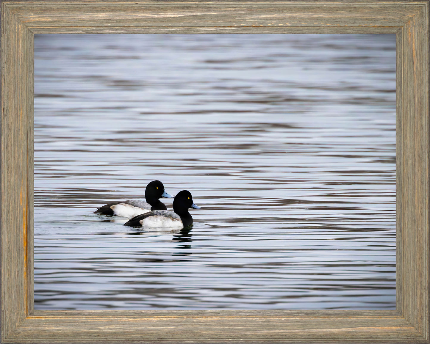 Pair of Blue Bill Drakes #1