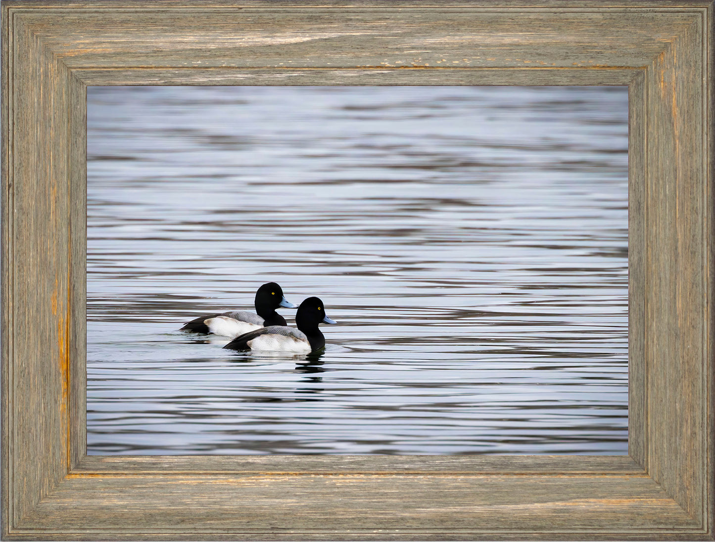 Pair of Blue Bill Drakes #1