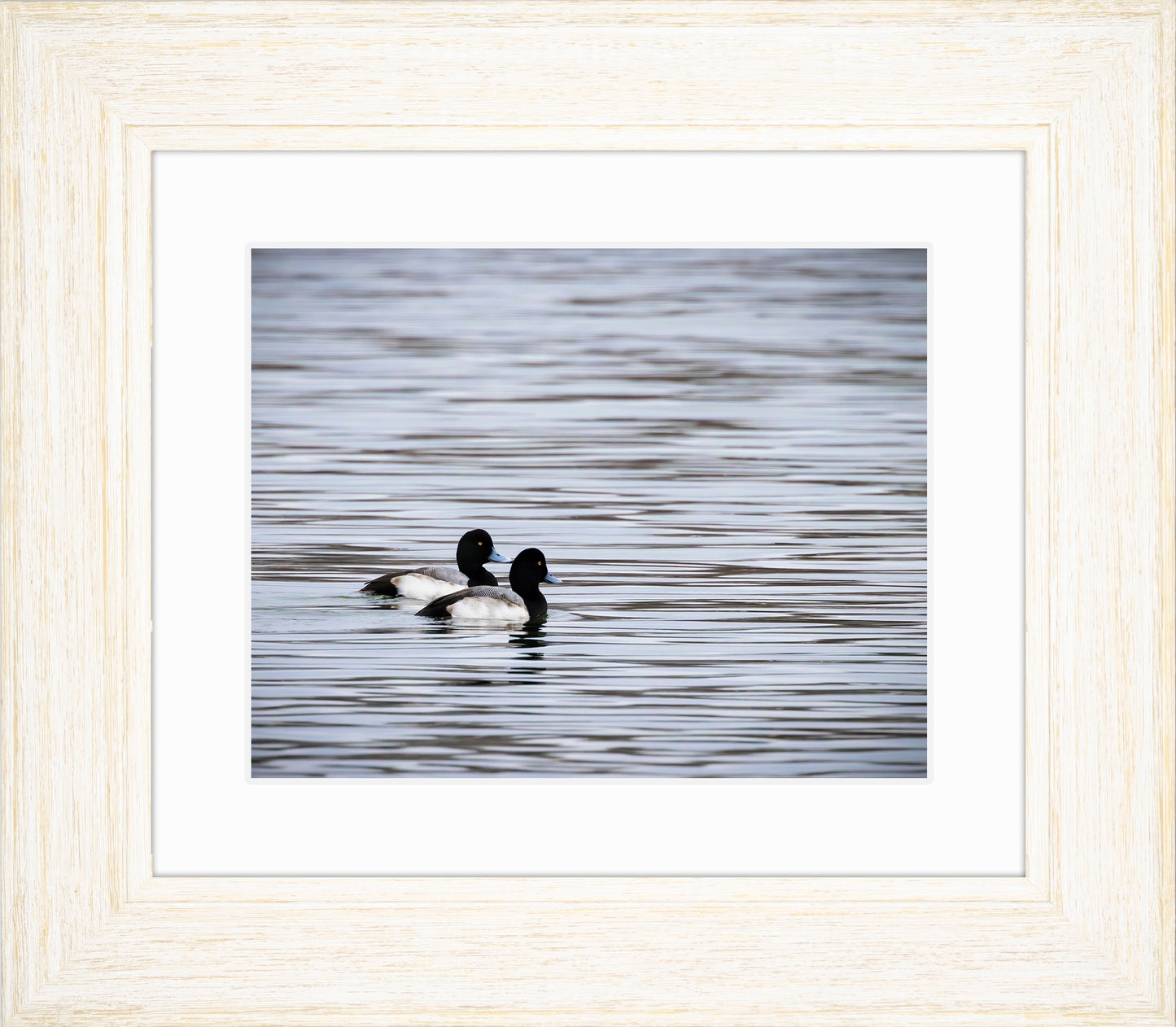 Pair of Blue Bill Drakes #1