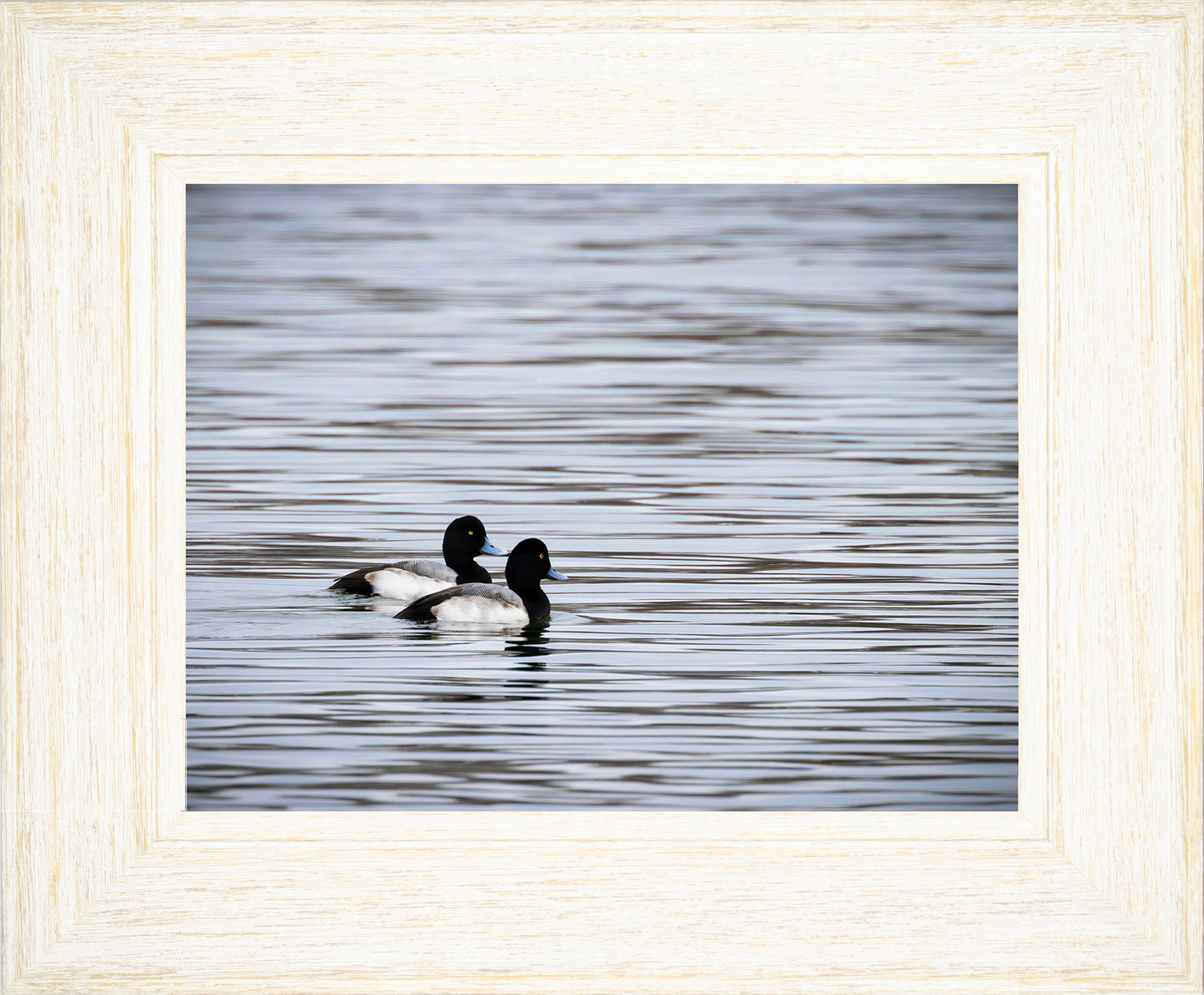 Pair of Blue Bill Drakes #1