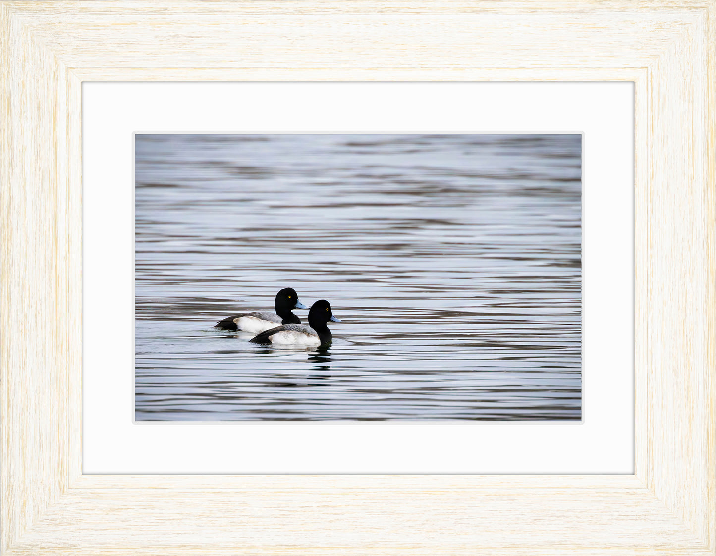 Pair of Blue Bill Drakes #1