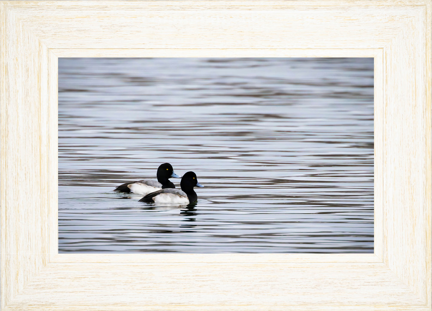 Pair of Blue Bill Drakes #1
