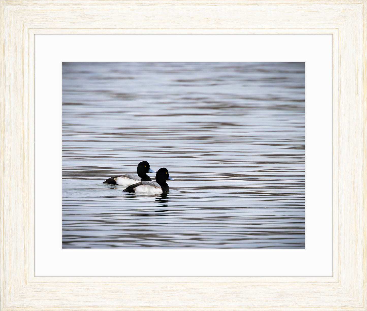 Pair of Blue Bill Drakes #1