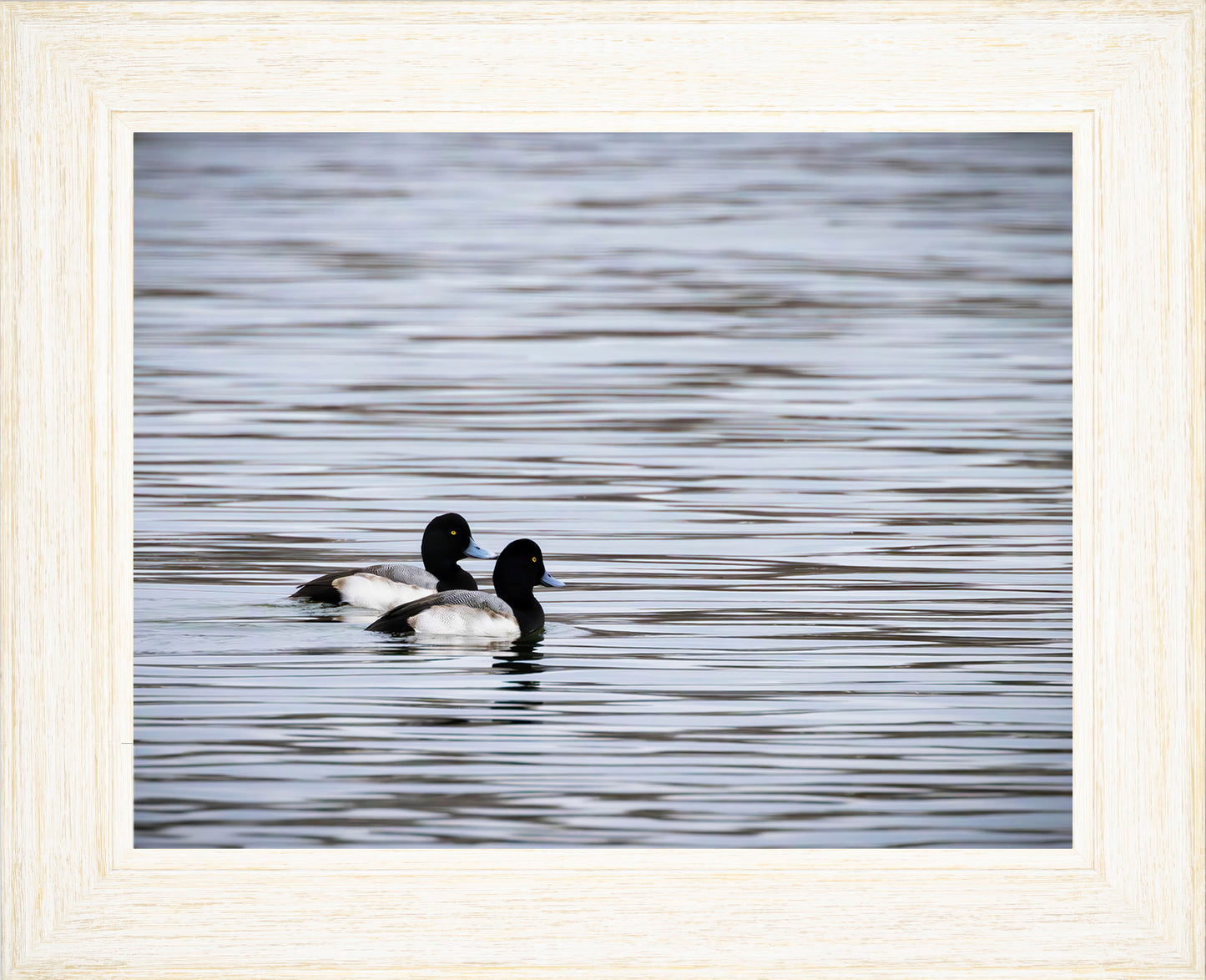 Pair of Blue Bill Drakes #1