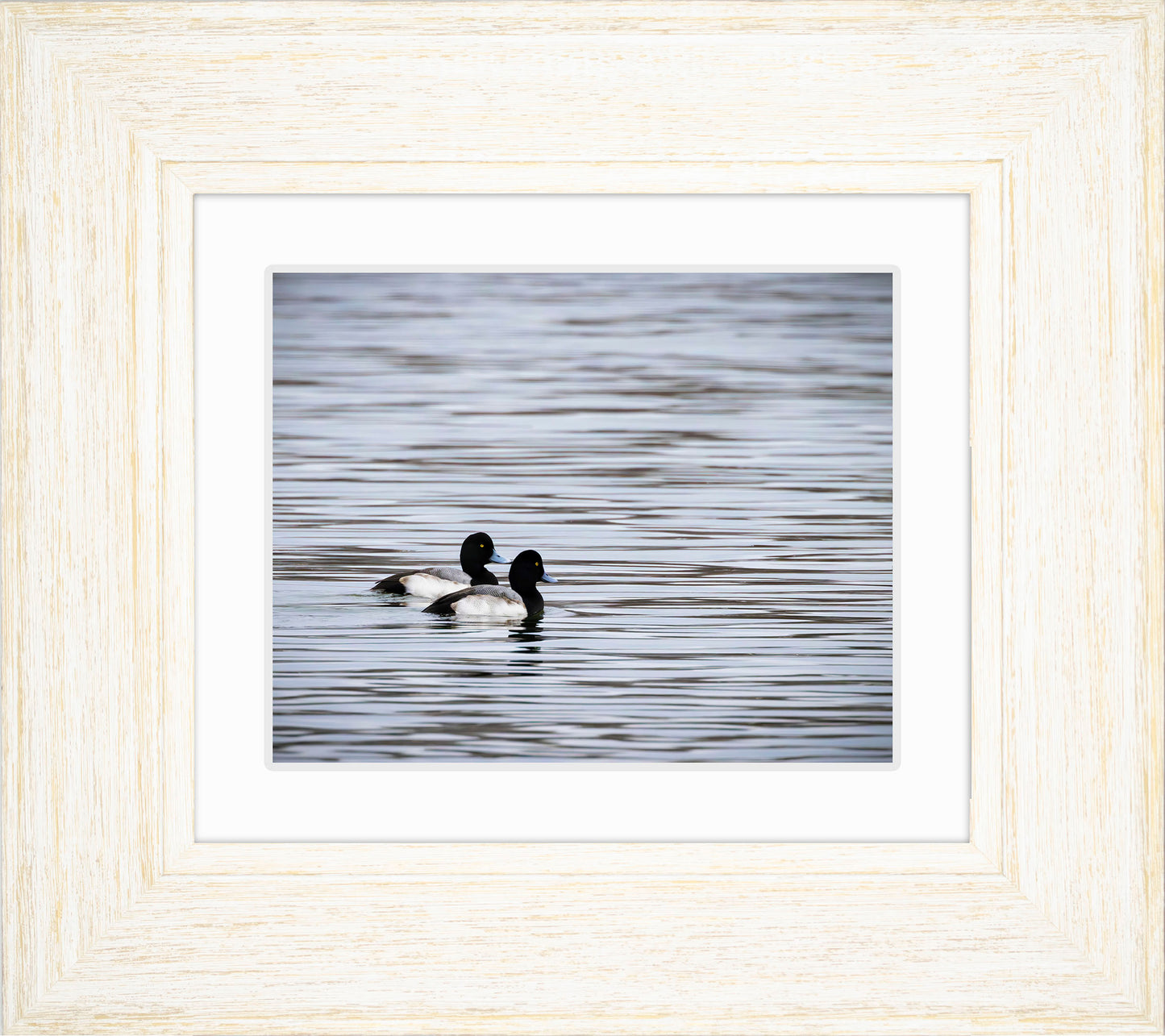 Pair of Blue Bill Drakes #1