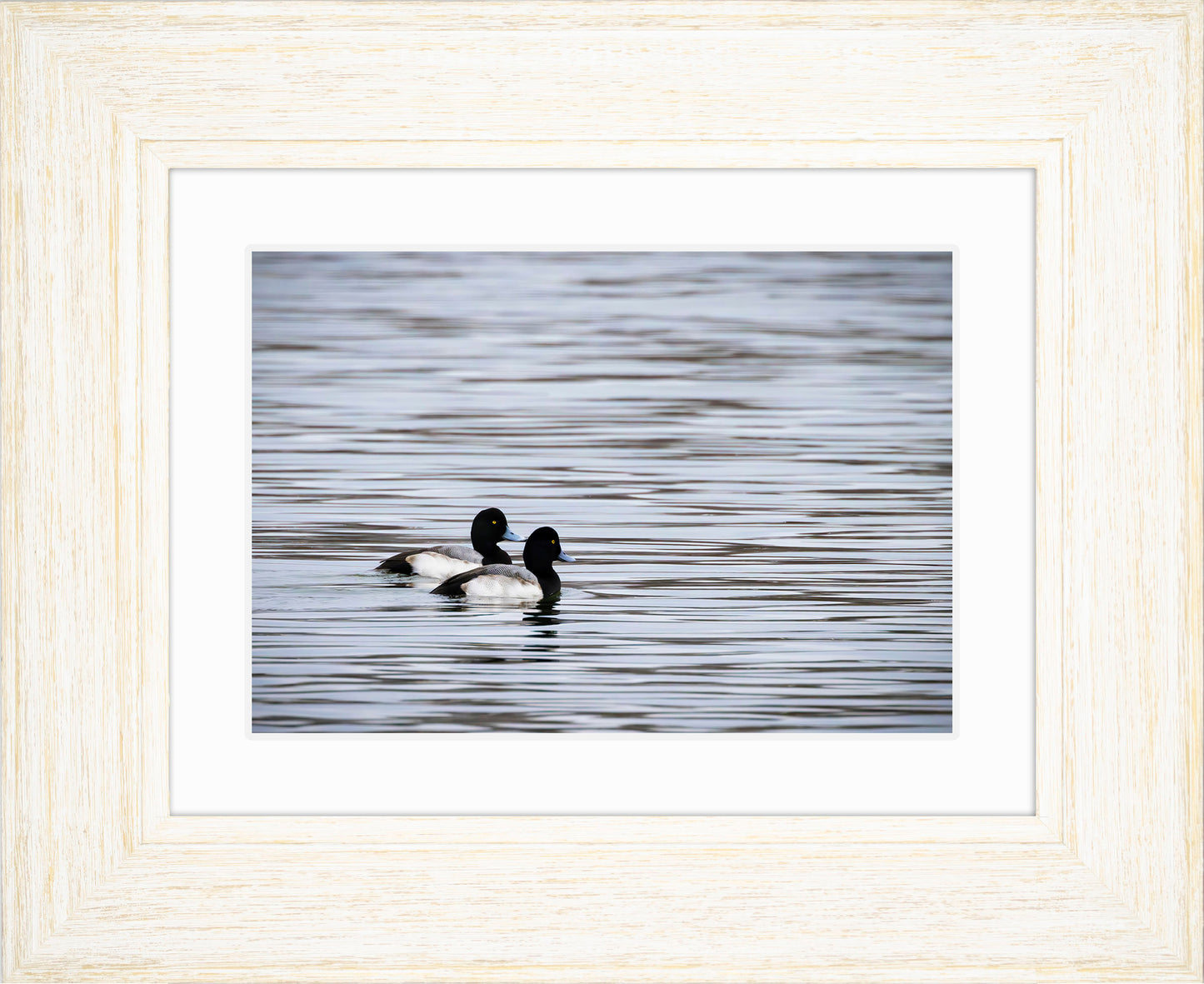 Pair of Blue Bill Drakes #1