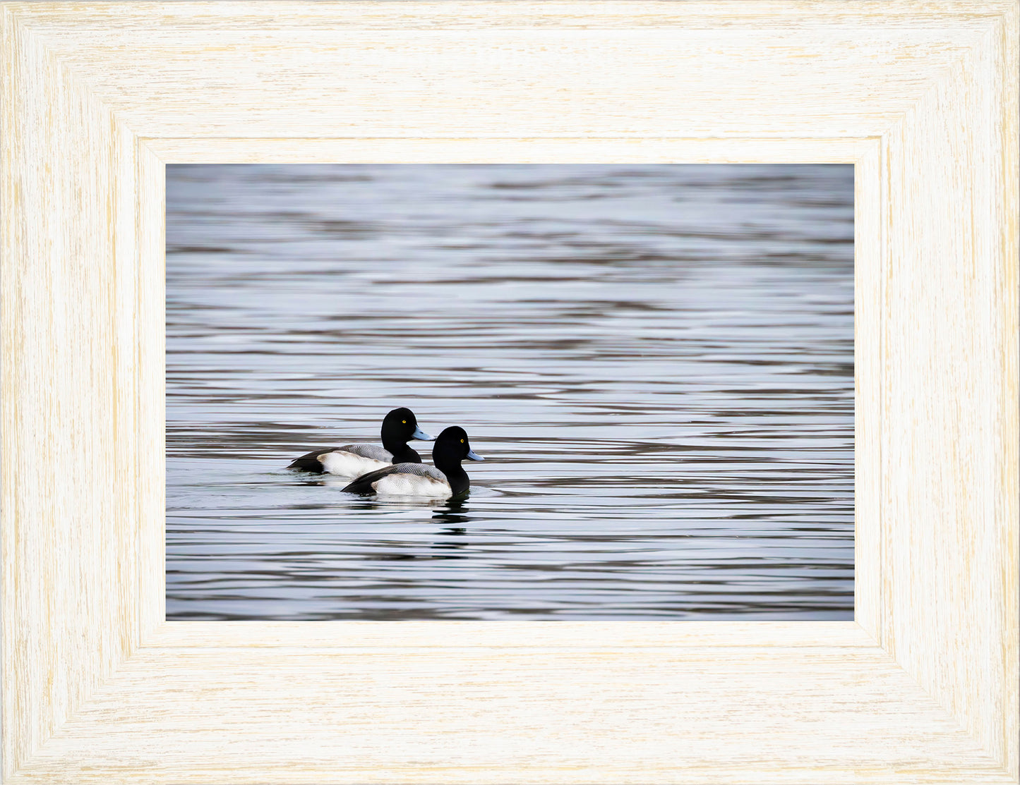 Pair of Blue Bill Drakes #1